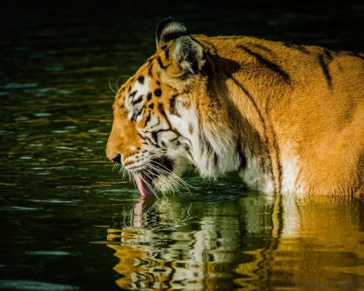 tiger, Wild, Cat, Face, Profile, Language, Pond, Swimming HD Wallpaper Desktop Background