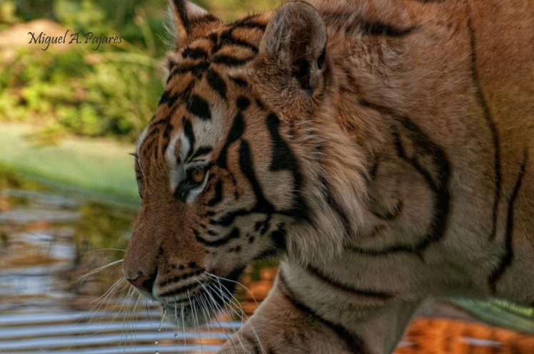 tiger, Wild, Cat, Predator, Face, Profile HD Wallpaper Desktop Background