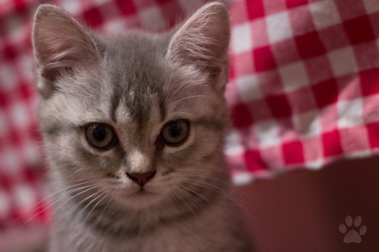 cat, Muzzle, Whiskers, Eyes, Kitten HD Wallpaper Desktop Background