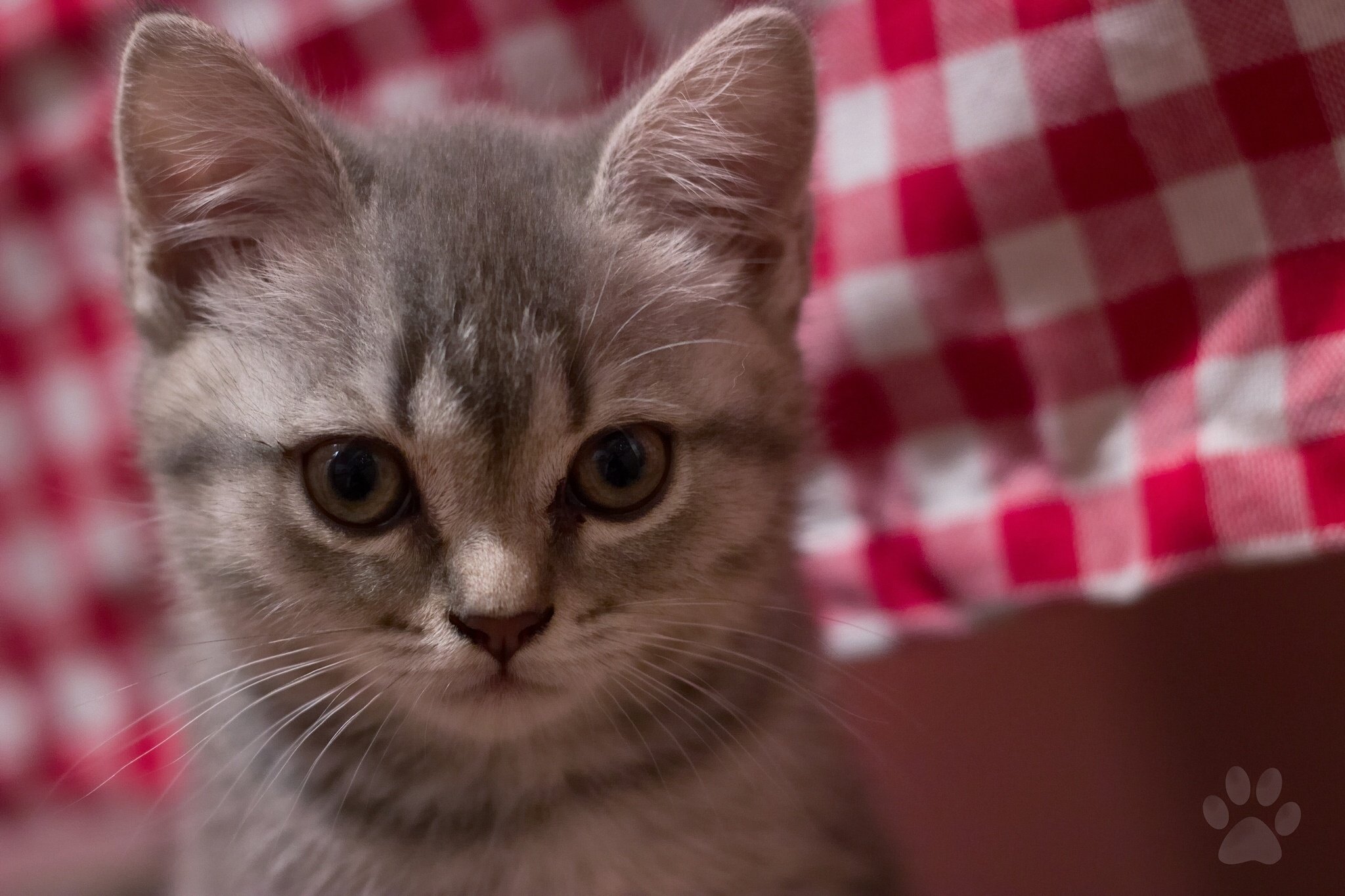 cat, Muzzle, Whiskers, Eyes, Kitten Wallpaper
