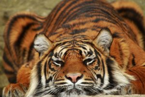 sumatra, Lies, Tiger, Predator