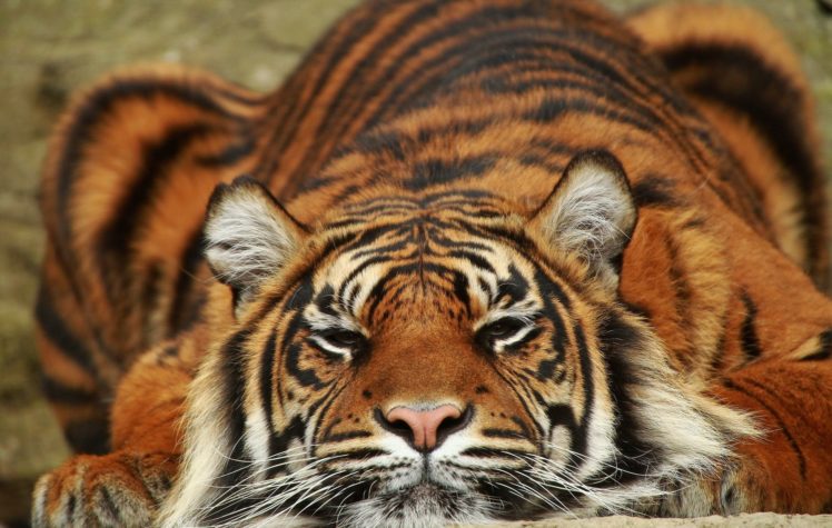 sumatra, Lies, Tiger, Predator HD Wallpaper Desktop Background