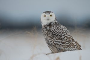 owl, Bird, Snow, Winter