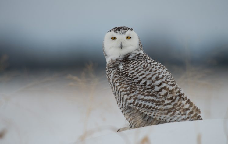 owl, Bird, Snow, Winter HD Wallpaper Desktop Background