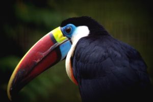 beak, Bird, Toucan, Parrot