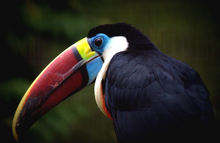 beak, Bird, Toucan, Parrot HD Wallpaper Desktop Background