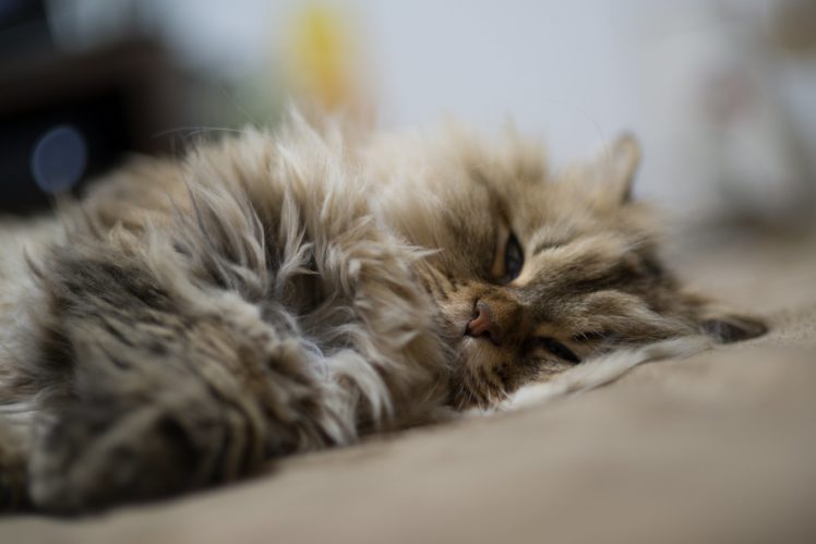 cat, Mood, Sleep HD Wallpaper Desktop Background