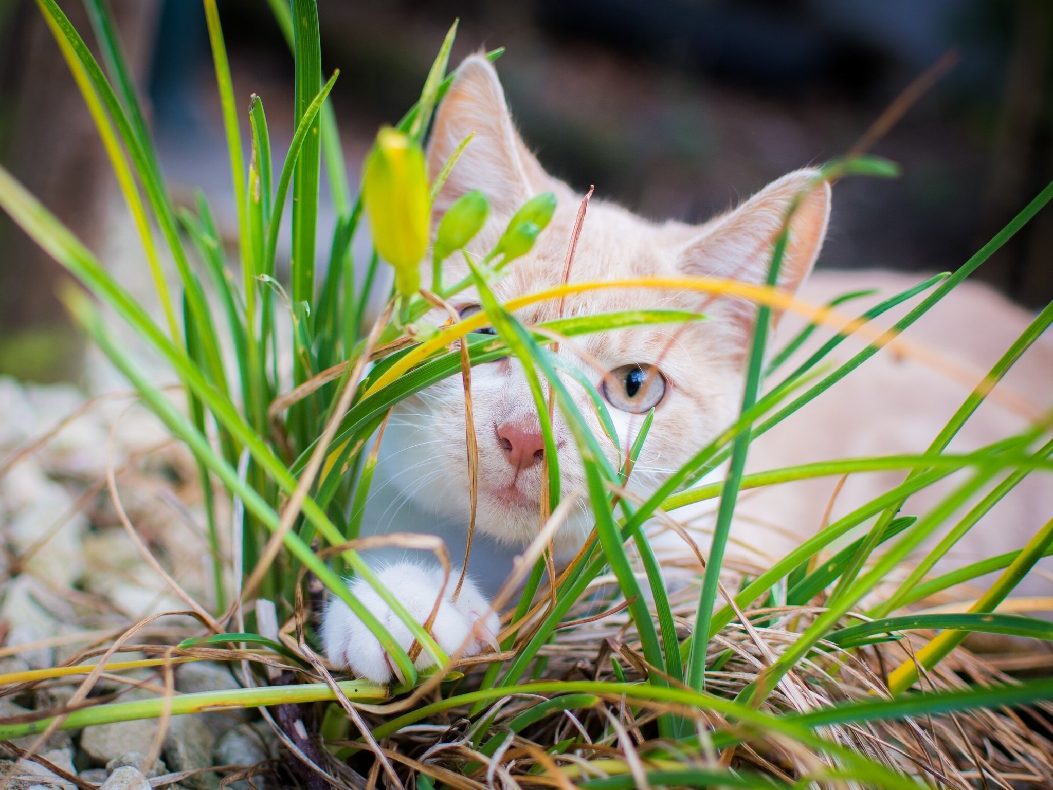 cat, Kitten, Grass Wallpaper