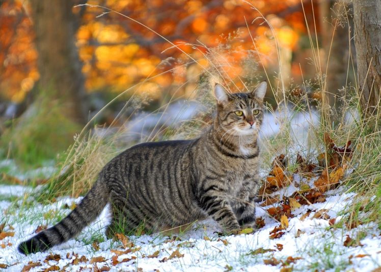 grass, Snow, Cat, Leaves, Winter HD Wallpaper Desktop Background