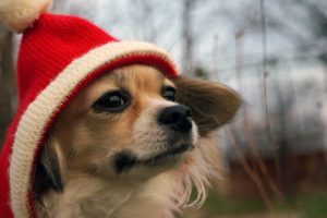 hat, Dog, Funny, Humor