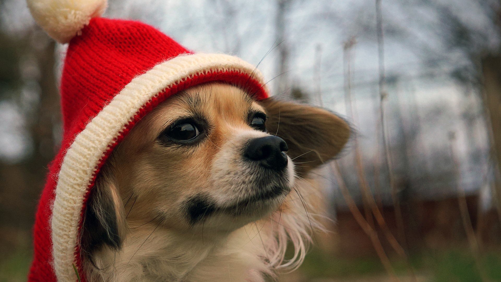 hat, Dog, Funny, Humor Wallpaper