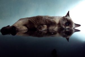 holiday, Cat, Reflection