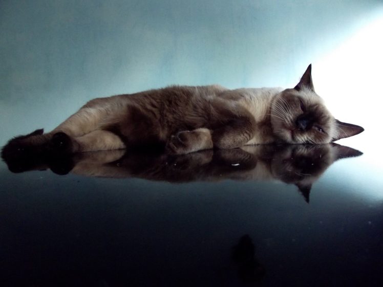 holiday, Cat, Reflection HD Wallpaper Desktop Background