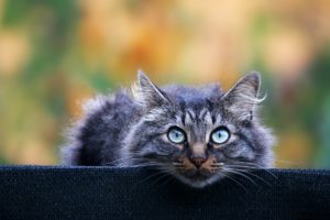 gray, Eyes, Cat, Background, Fluffy