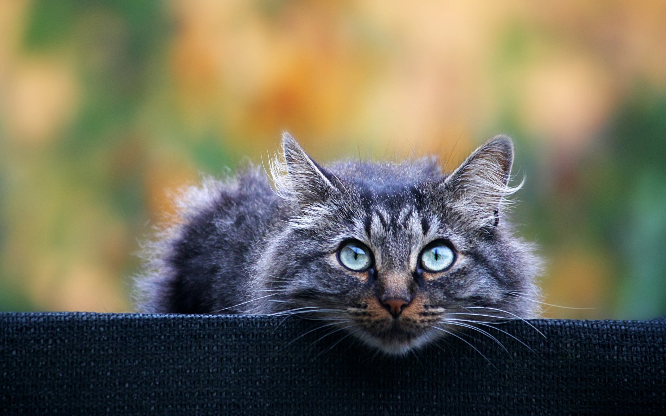 gray, Eyes, Cat, Background, Fluffy Wallpaper