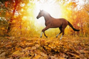 nature, Forest, Leaves, Fall, Hors