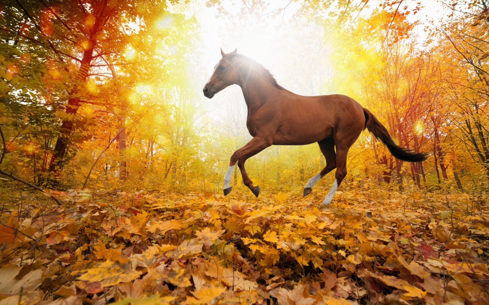 nature, Forest, Leaves, Fall, Hors Wallpaper