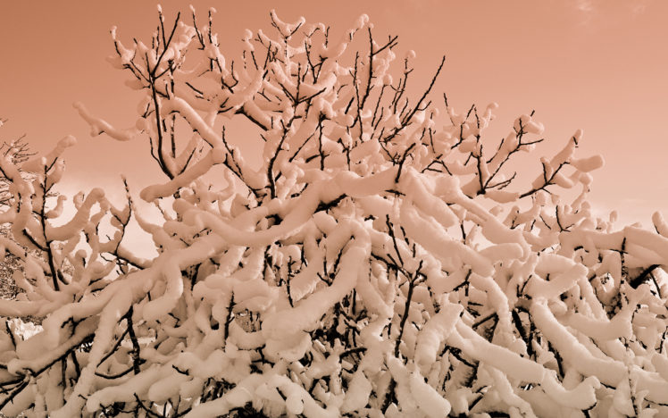 snow, Winter, Tree, Branches HD Wallpaper Desktop Background
