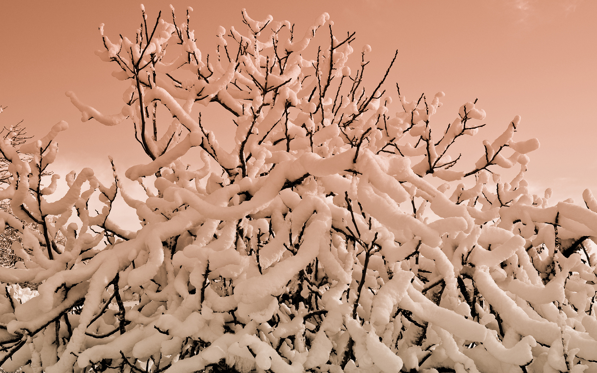 snow, Winter, Tree, Branches Wallpaper