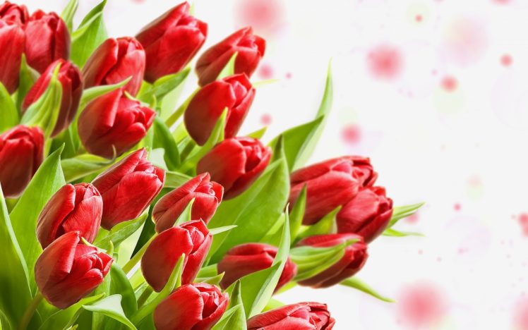 tulips, Buds, Flower, Leaves HD Wallpaper Desktop Background