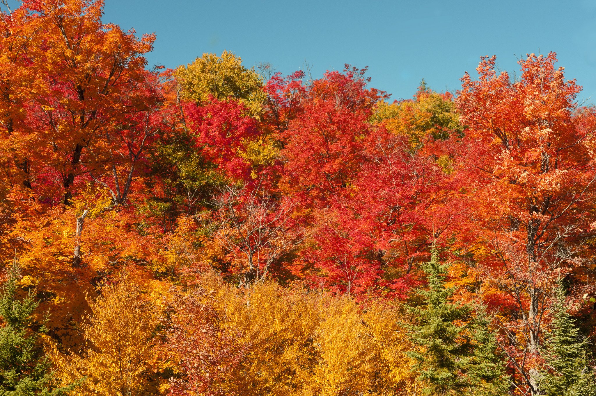 algonquin, Provincial, Park, Autumn Wallpaper