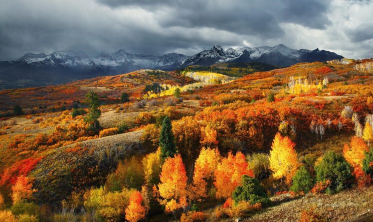 forest, Trees, Autumn HD Wallpaper Desktop Background
