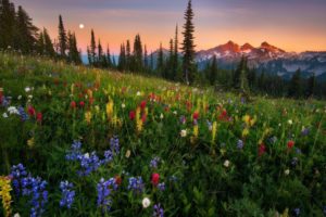 nature, Grass, Flowers, Trees, Conifers, Mountain, Sunset