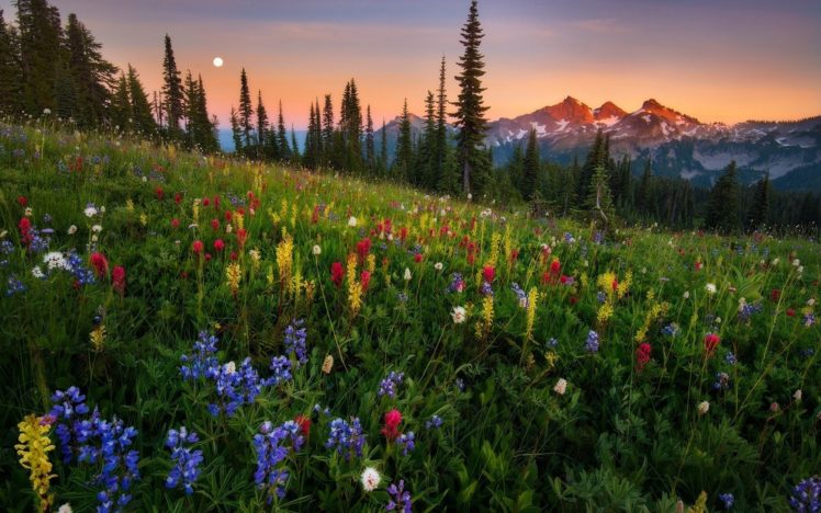 nature, Grass, Flowers, Trees, Conifers, Mountain, Sunset HD Wallpaper Desktop Background