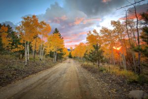 road, Forest, Trees, Autumn, Colorado, Colorado, United, States