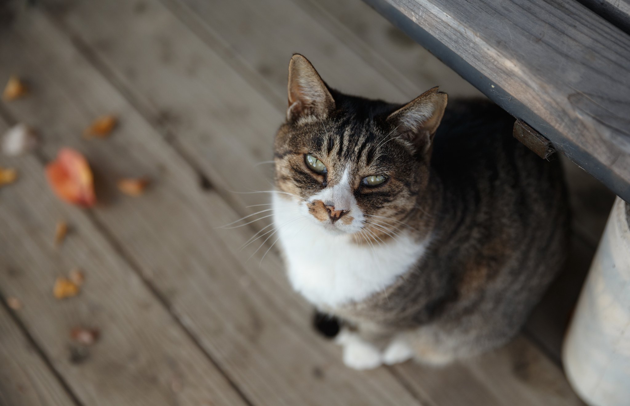 cats, Glance, Animals Wallpaper
