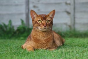 cats, Ginger, Color, Glance, Grass