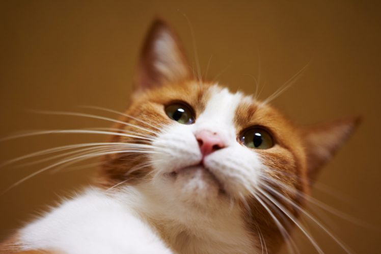 cats, Glance, Whiskers, Animals HD Wallpaper Desktop Background
