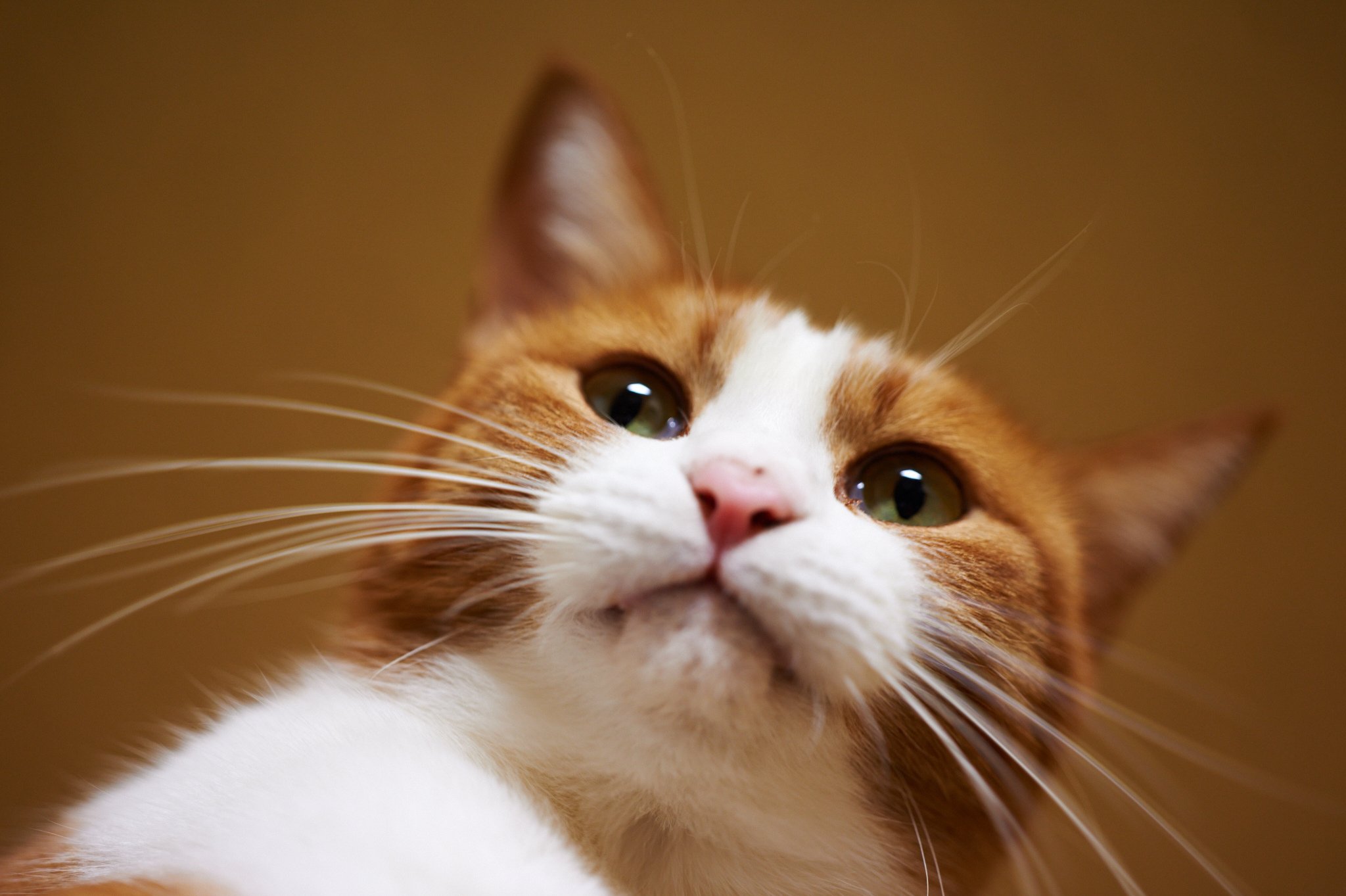 cats, Glance, Whiskers, Animals Wallpaper