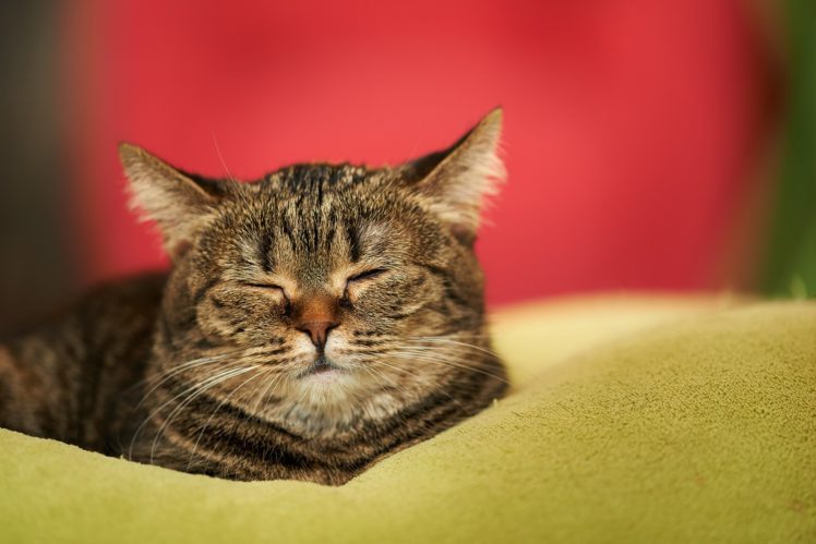 cats, Sleep, Animals HD Wallpaper Desktop Background