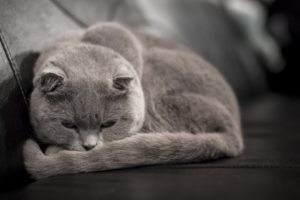 cats, Sleep, Grey, Animals