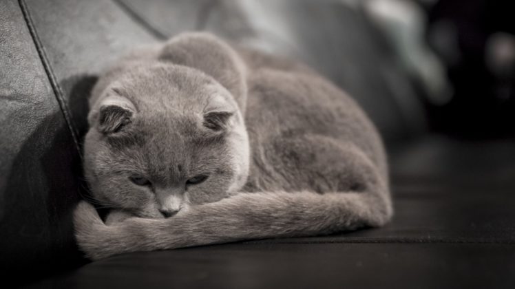 cats, Sleep, Grey, Animals HD Wallpaper Desktop Background