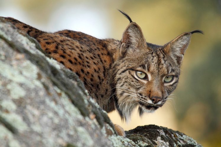 big, Cats, Lynx HD Wallpaper Desktop Background