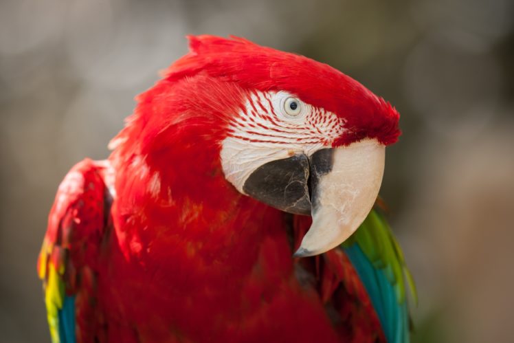 birds, Parrot, Beak, Macaw HD Wallpaper Desktop Background