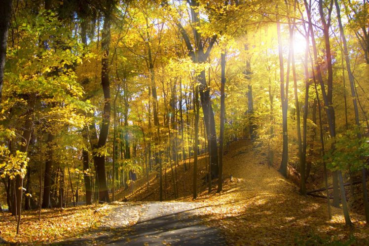 autumn, Forest, Road, Trees, Rays, Nature HD Wallpaper Desktop Background