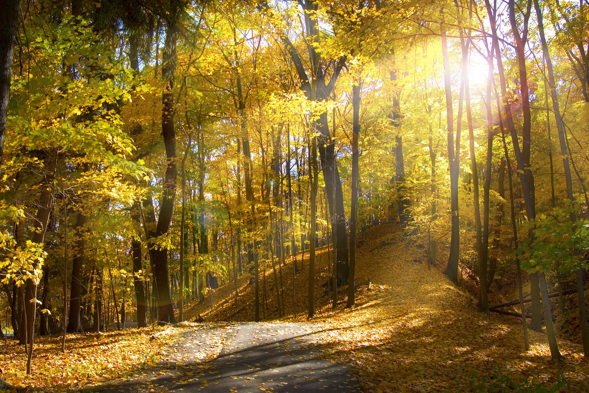 autumn, Forest, Road, Trees, Rays, Nature Wallpaper