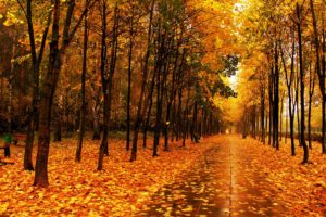 autumn, Forest, Road, Trees, Nature
