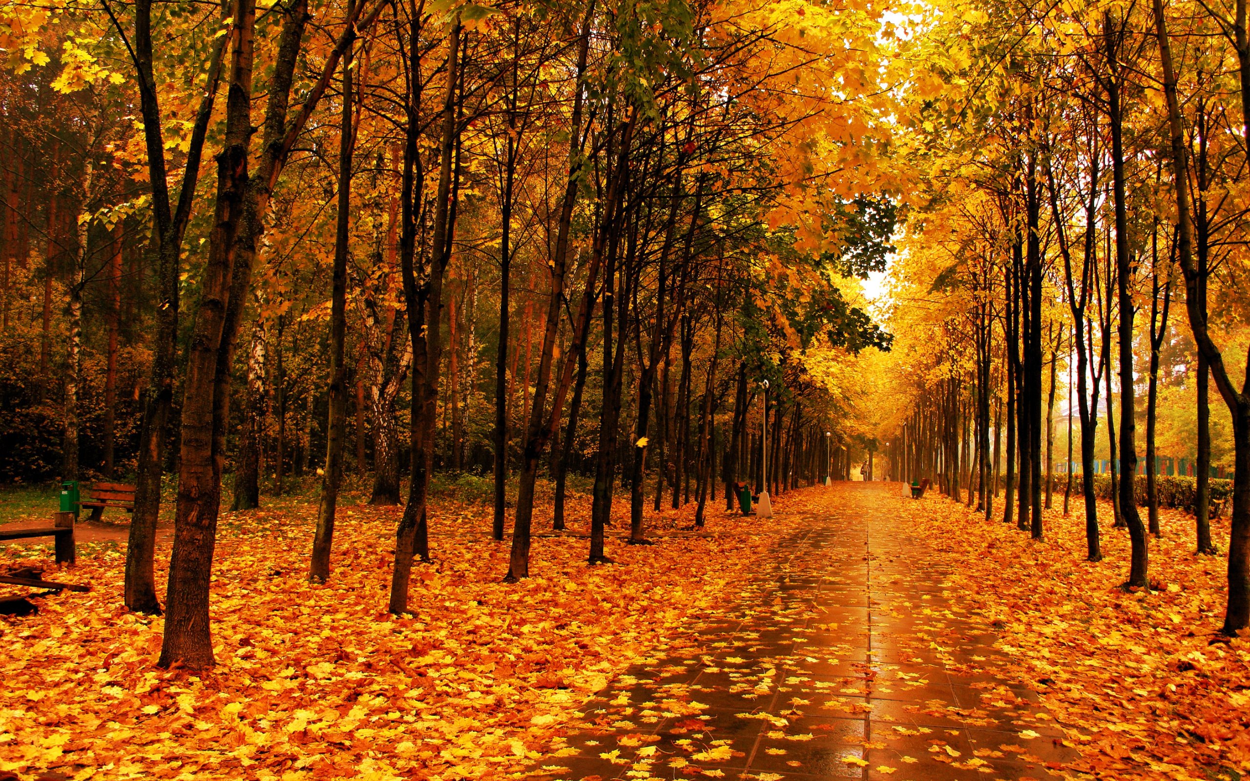 autumn, Forest, Road, Trees, Nature Wallpaper
