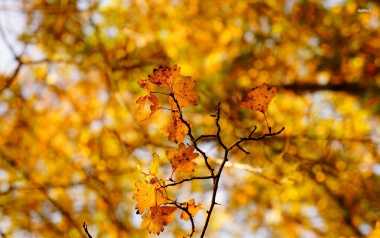autum, Trees, Nature, Landscape, Leaf, Leaves HD Wallpaper Desktop Background