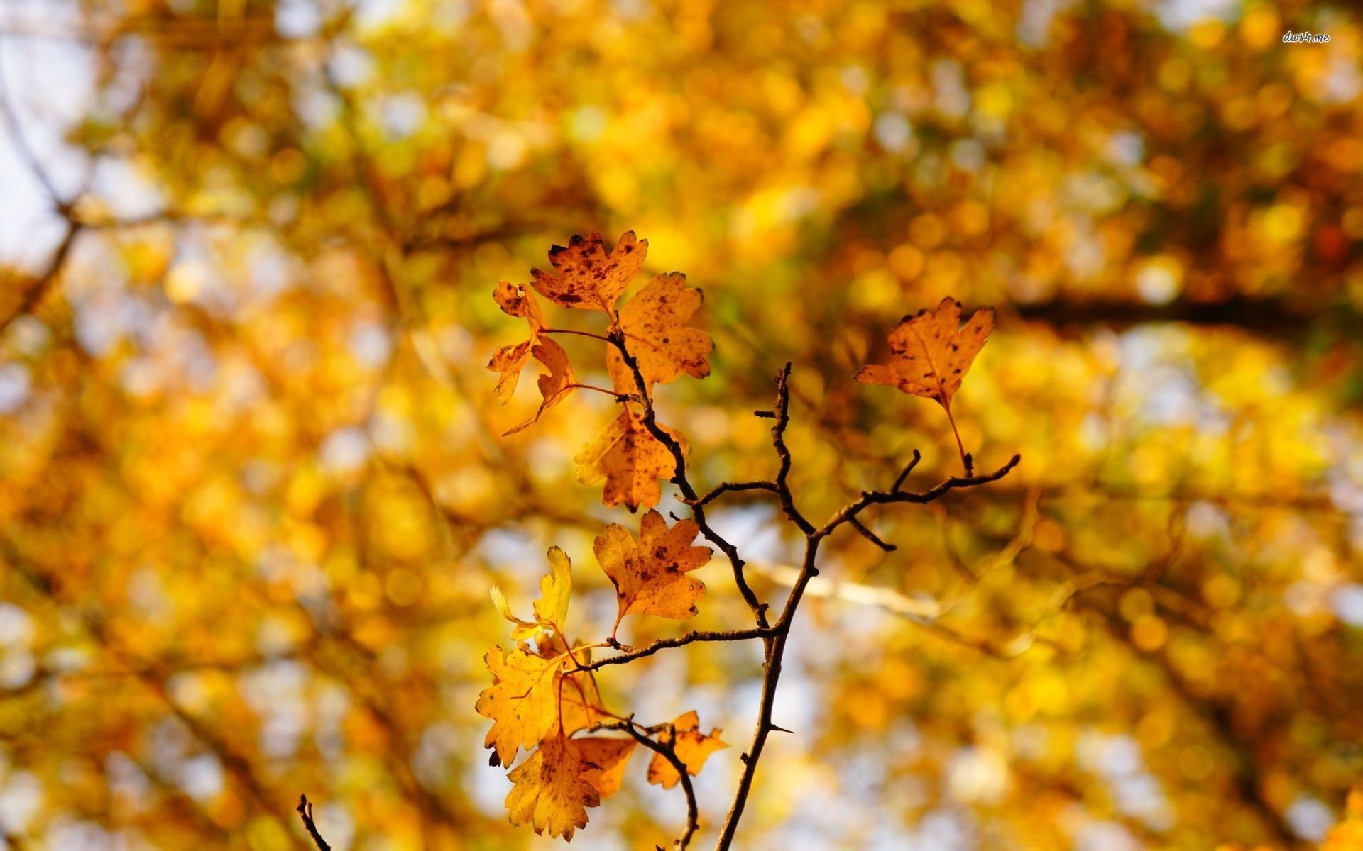 autum, Trees, Nature, Landscape, Leaf, Leaves Wallpaper