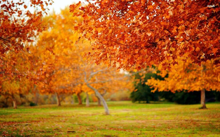 autum, Trees, Nature, Landscape, Leaf, Leaves Wallpapers HD / Desktop ...