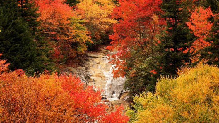 autum, Trees, Nature, Landscape, Leaf, Leaves HD Wallpaper Desktop Background