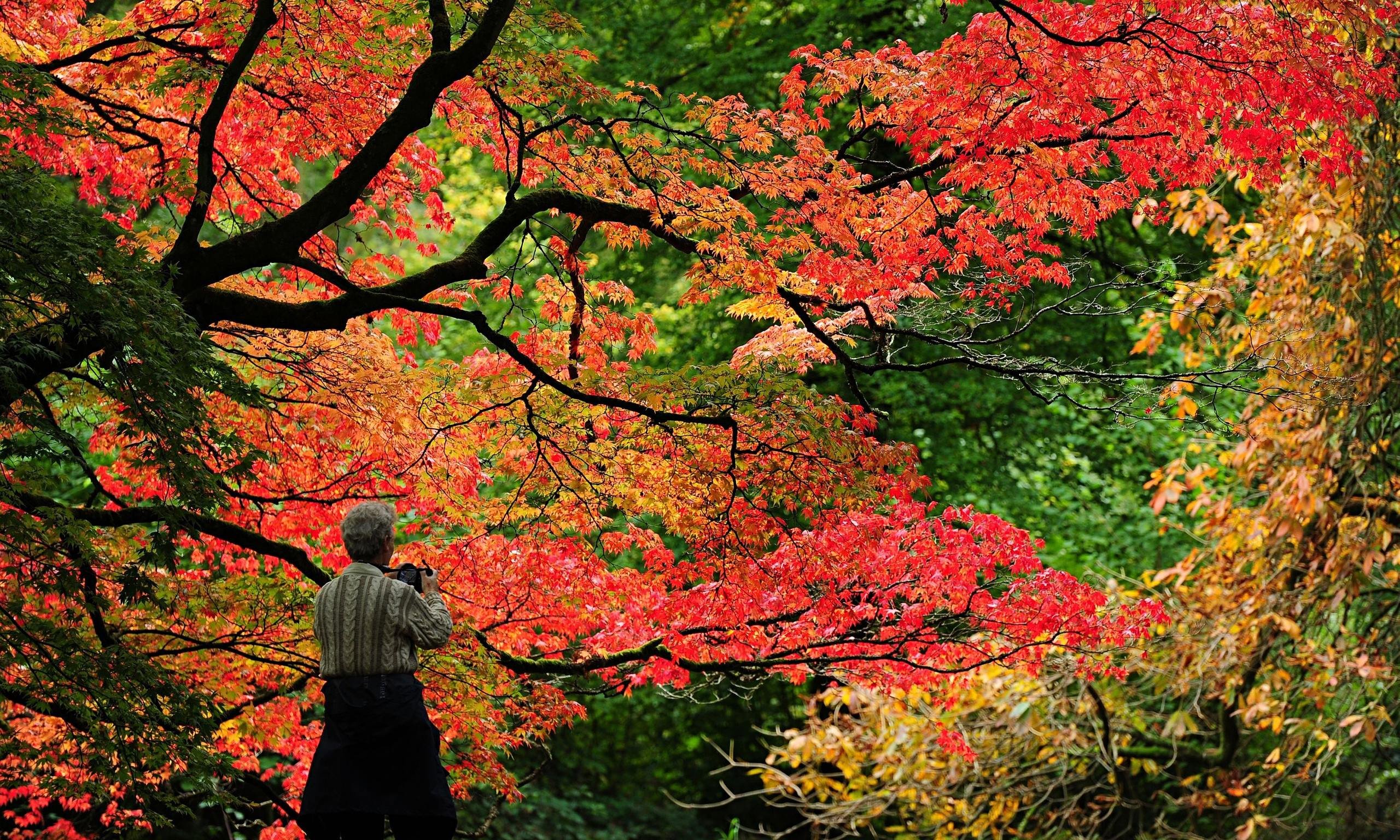 autumn, Trees, Nature, Landscape, Leaf, Leaves Wallpaper