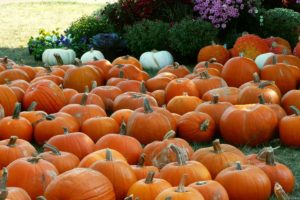 autumn, Trees, Nature, Landscape, Leaf, Leaves, Pumpkin, Thanksgiving, Halloween
