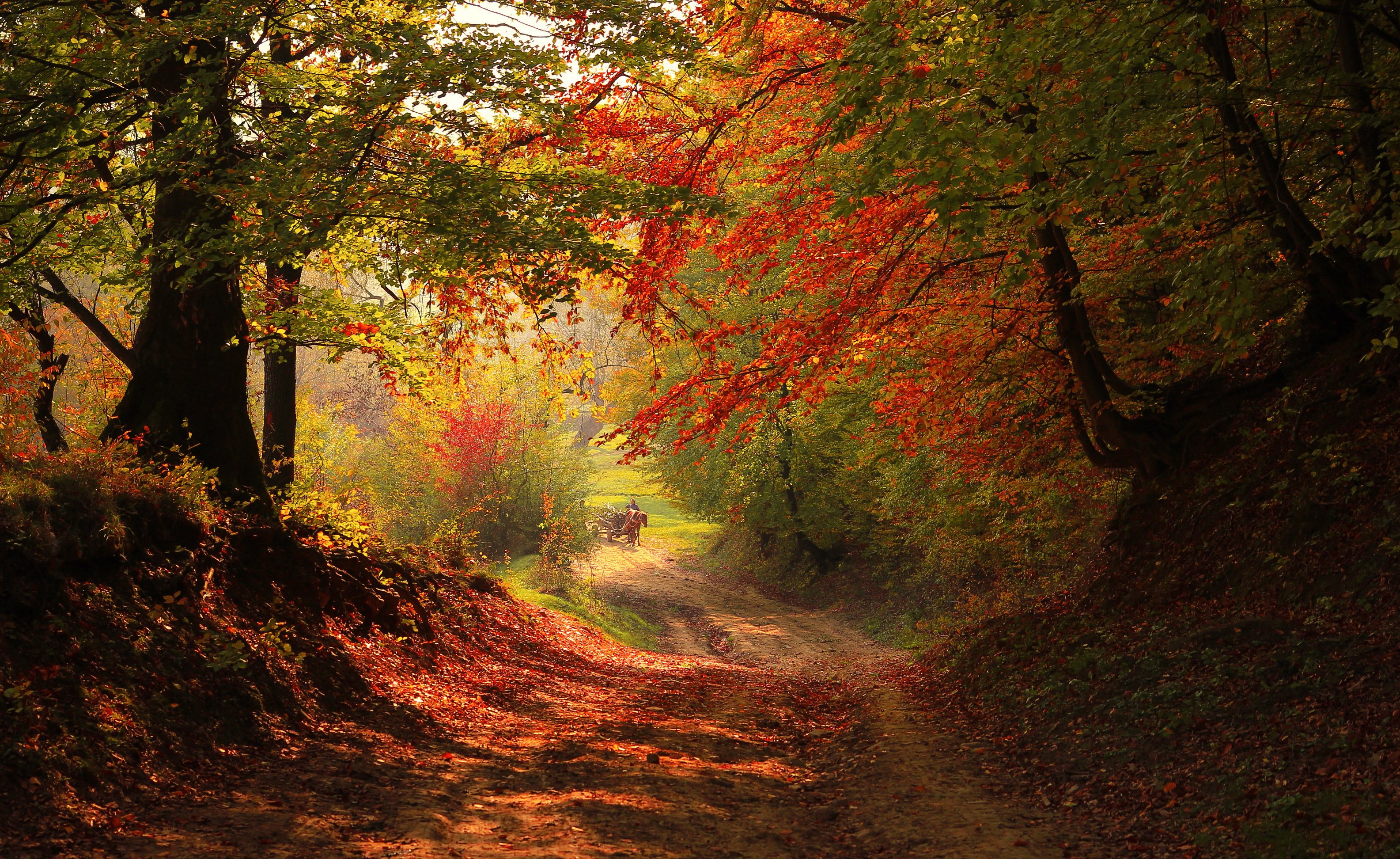 autumn, Trees, Nature, Landscape, Leaf, Leaves Wallpaper