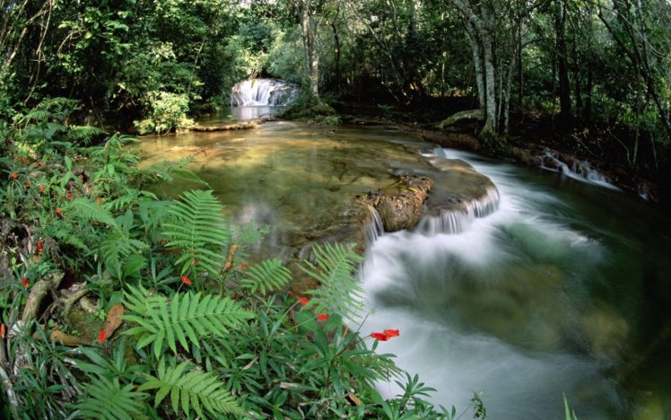 beautiful, Forest, River HD Wallpaper Desktop Background